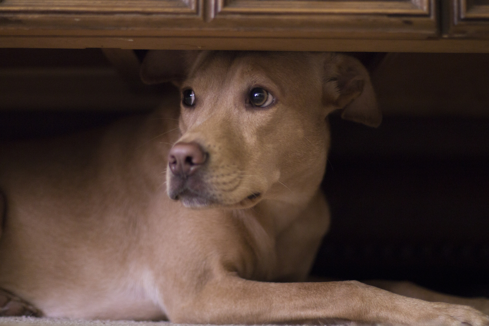 How To Help Calm An Anxious Dog Meatiful